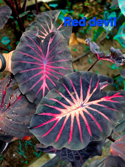 Colocasia Red Devil (PRE-ORDER)