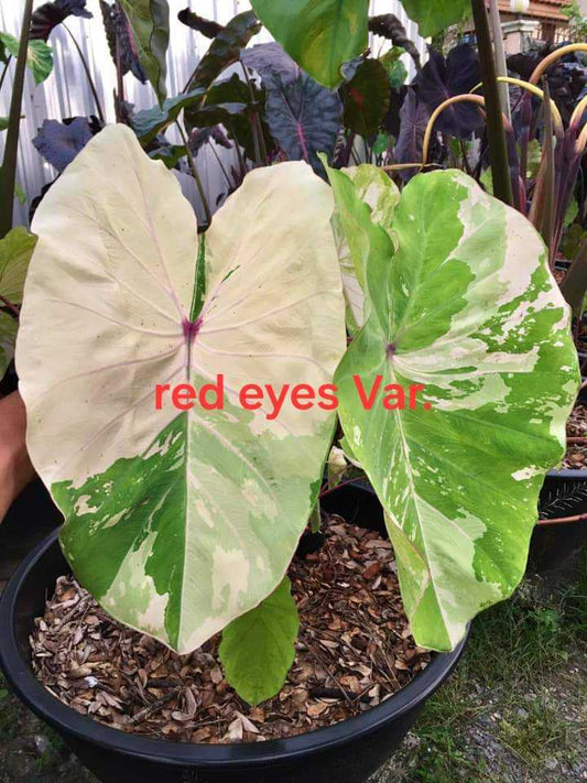 Colocasia Red Eyes - White Variegated (PRE-ORDER)