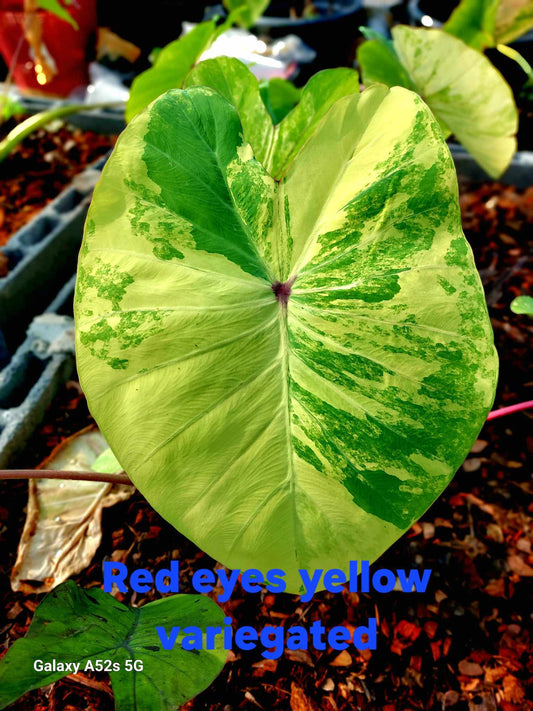 Colocasia Red Eyes - Yellow Variegated (PRE-ORDER)