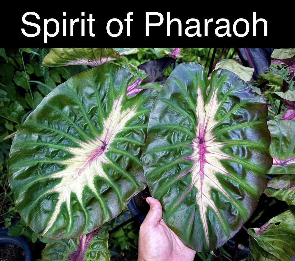 Colocasia Spirit Of Pharoah - (PRE-ORDER)