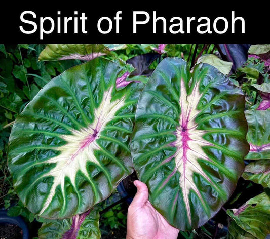Colocasia Spirit Of Pharoah - (PRE-ORDER)