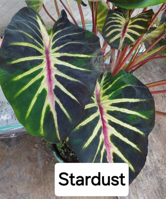 Colocasia Star Dust  - (PRE-ORDER)