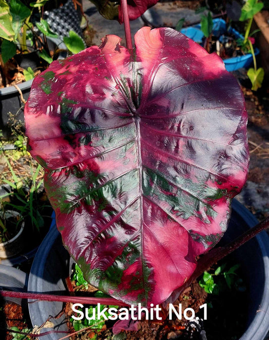 Colocasia Suksathit Pink No 1 - (PRE-ORDER)