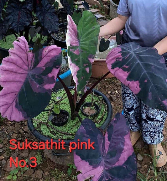 Colocasia Suksathit Pink No 3 - (PRE-ORDER)