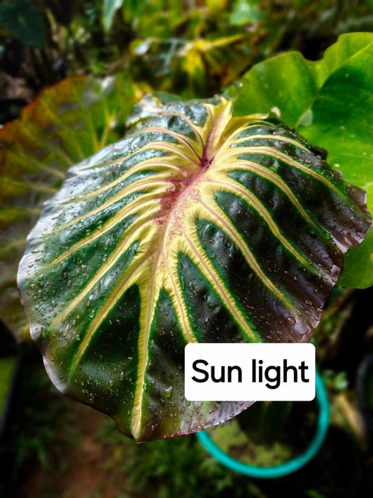 Colocasia Sun Light - (PRE-ORDER)