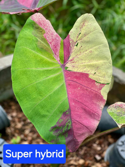 Colocasia Super Hybrid - (PRE-ORDER)
