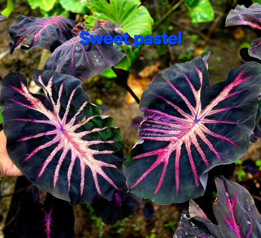 Colocasia Sweet Pastel - (PRE-ORDER)