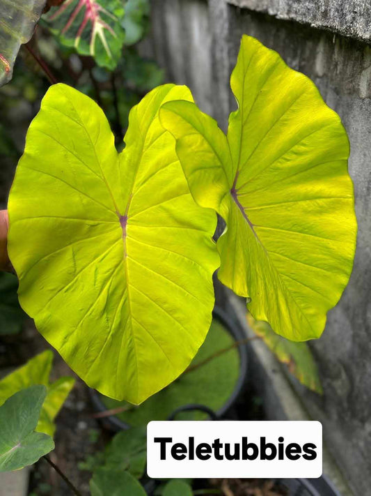 Colocasia Teletubbies - (PRE-ORDER)
