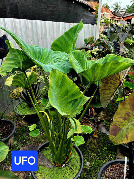 Colocasia UFO - (PRE-ORDER)