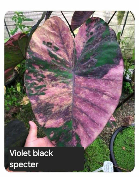 Colocasia Violet Black Specter - (PRE-ORDER)