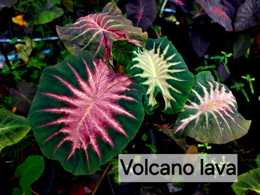 Colocasia Volcano Lava - (PRE-ORDER)