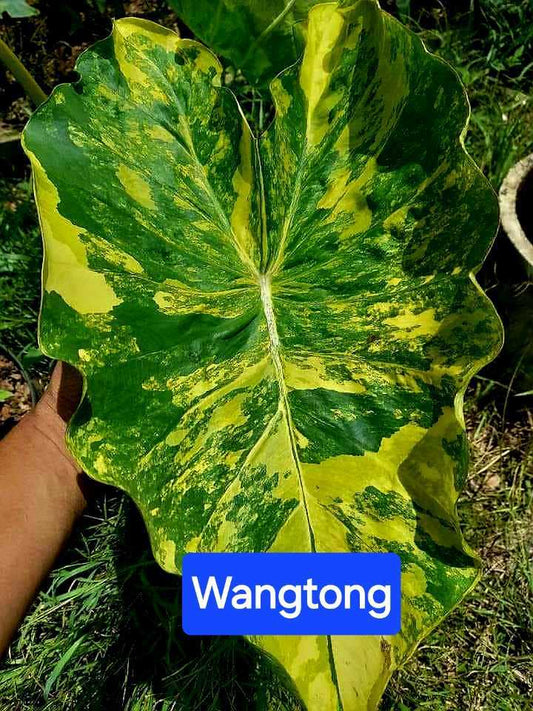 Colocasia Wangthong - (PRE-ORDER)