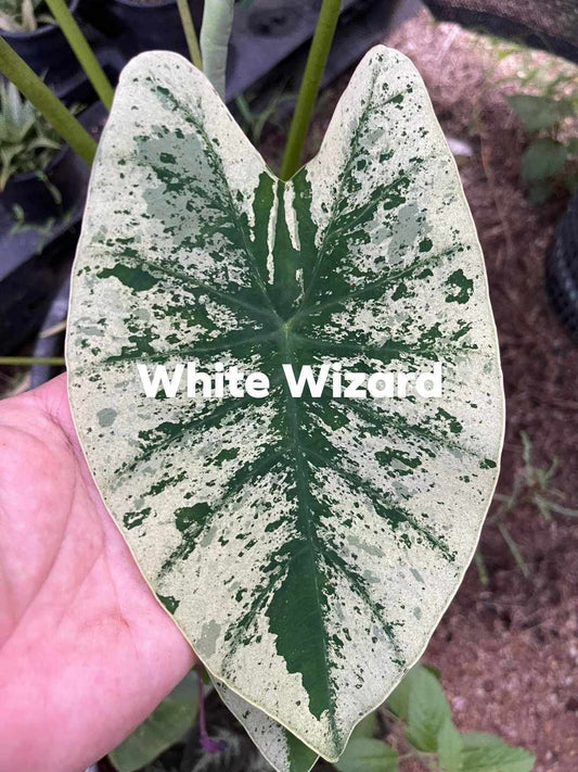 Colocasia Wizard (PRE-ORDER)