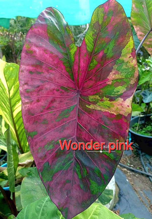 Colocasia Wonder Pink - (PRE-ORDER)