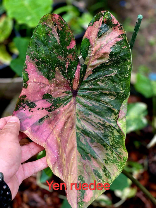 Colocasia Yenreudee - (PRE-ORDER)