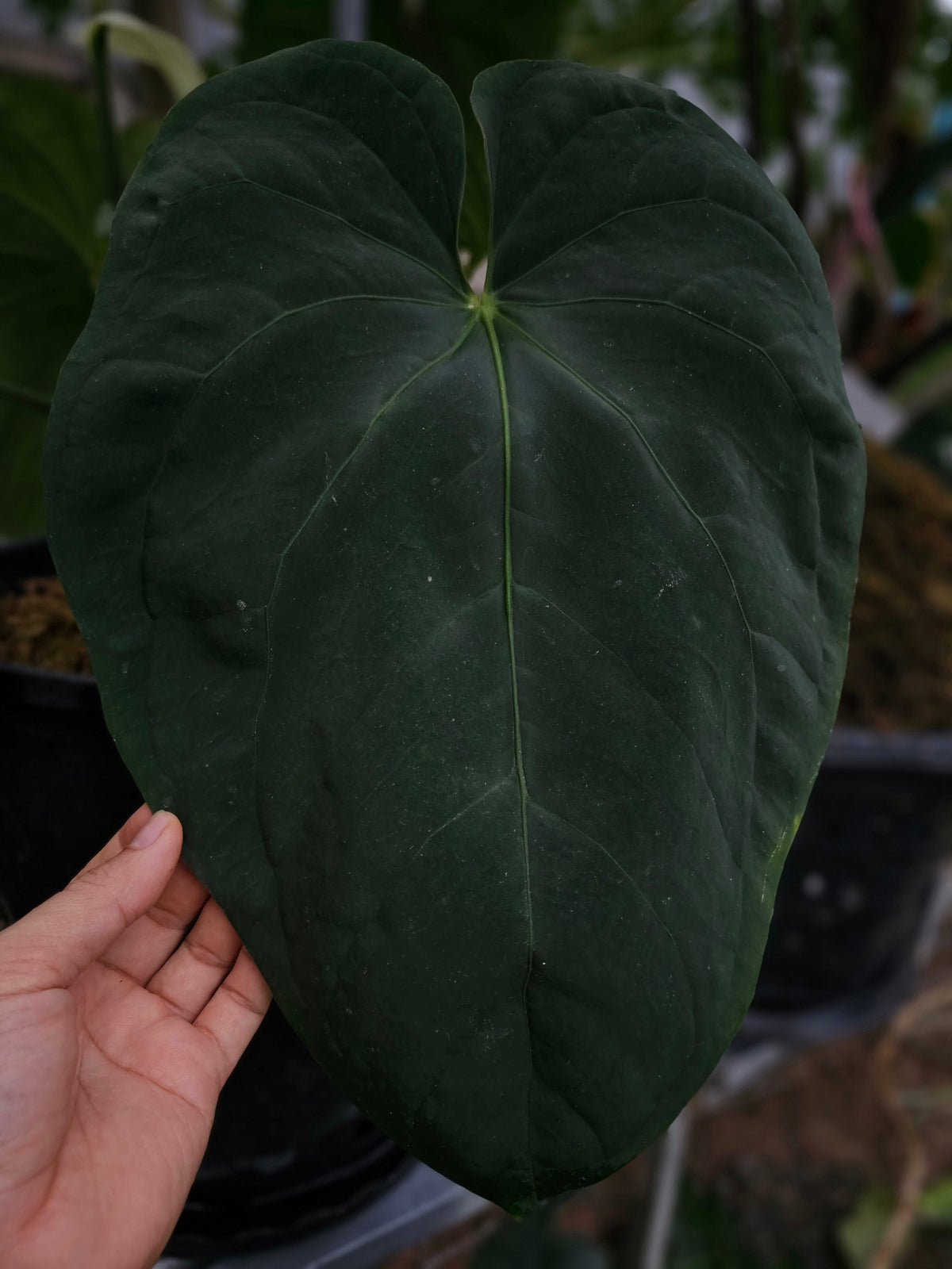 Dressleri Eastern Panama (parent plant)
