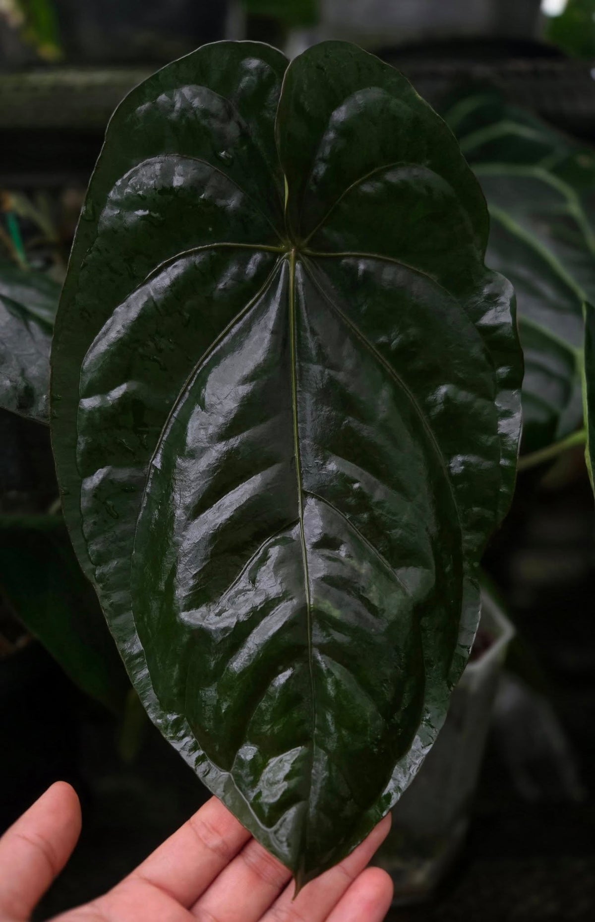 Dressleri RG F3 (parent plant)