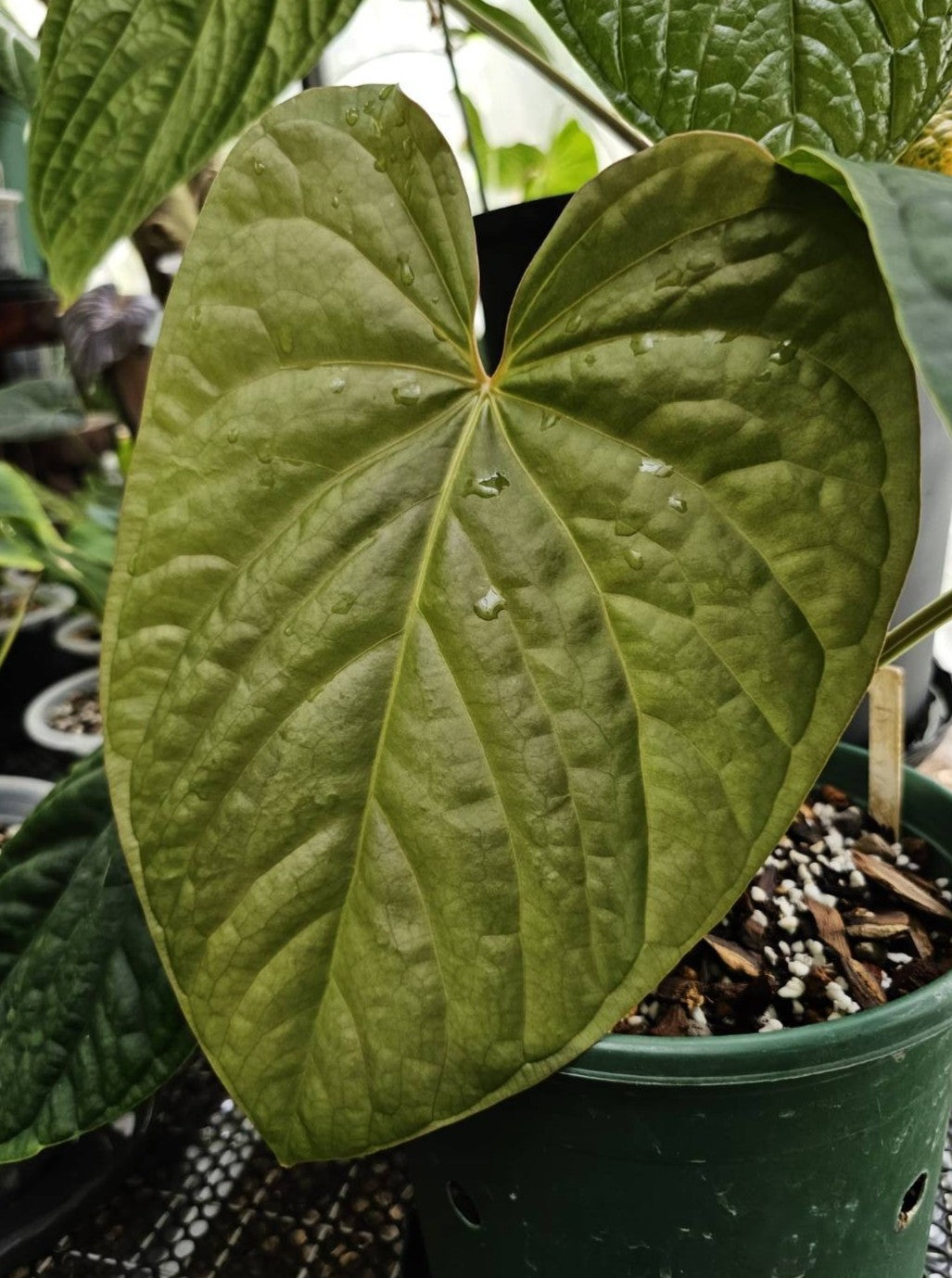 Dressleri*Luxurians (parent plant)