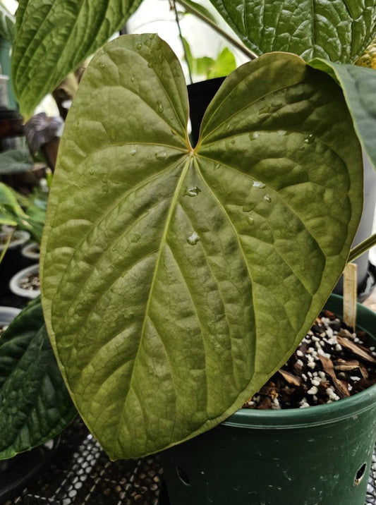 Dressleri*Luxurians (parent plant)