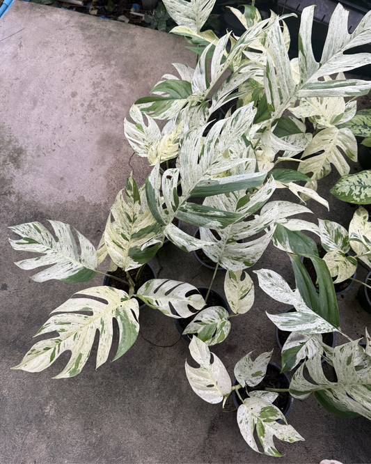 Epipremnum Pinnatum Marble Big leaves (Pre-Order)