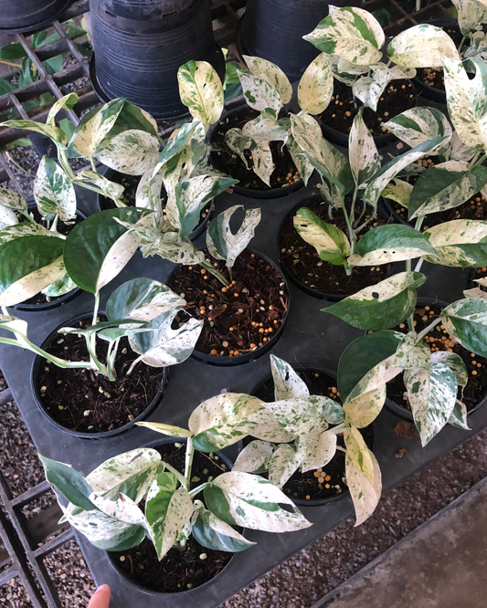 Epipremnum Pinnatum Marble small (Pre-Order)