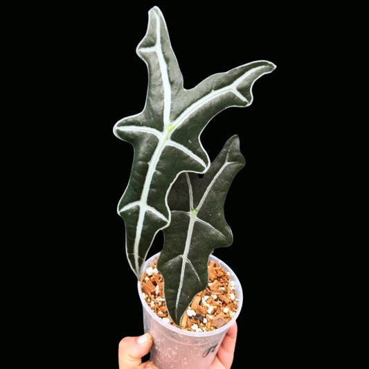 Alocasia Nobilis