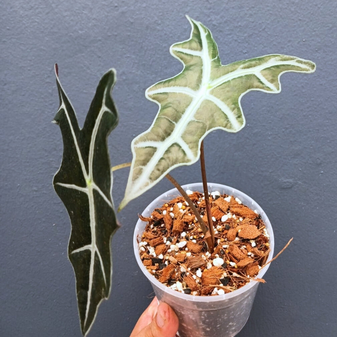 Alocasia Nobilis