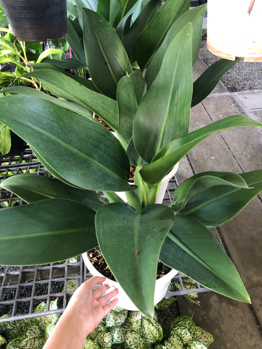 Philodendron Fatboy (big) (Pre-Order)