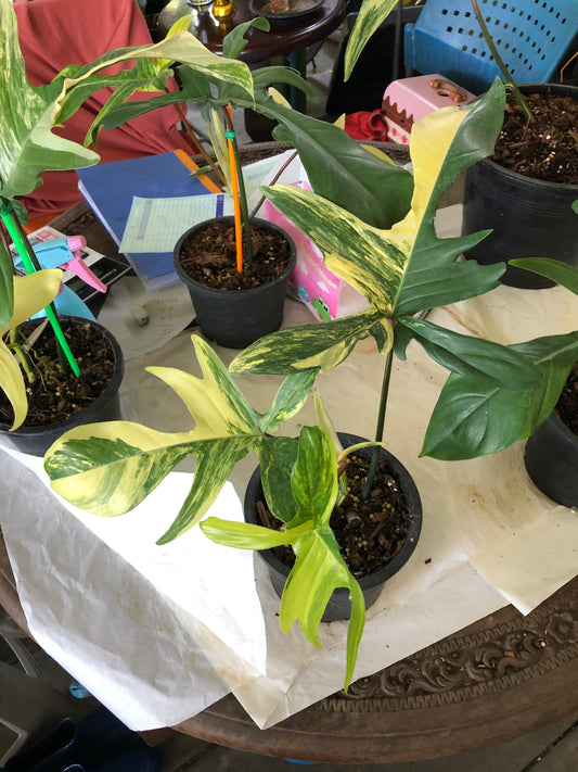 Philodendron Florida Beauty (Pre-Order)
