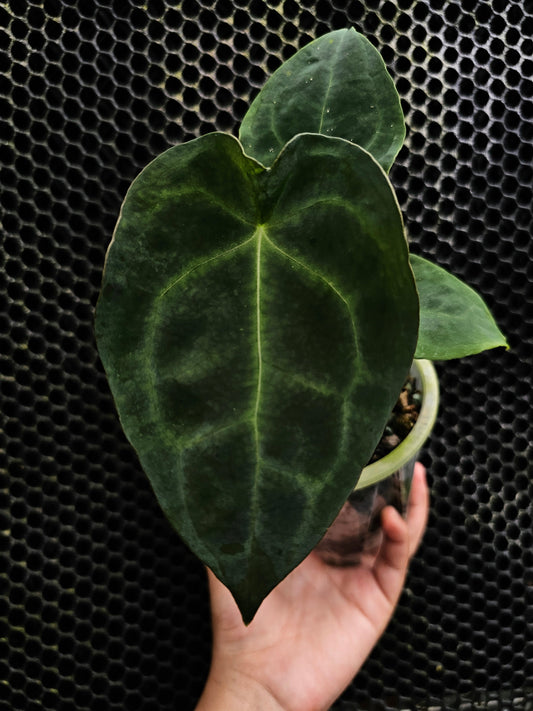 Forgetii Veinless (parent plant)