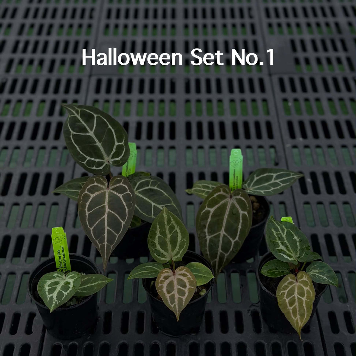 Anthurium Halloween Set HW1 (5 Plants) (PRE-ORDER)-HW1