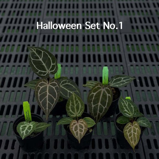 Anthurium Halloween Set HW1 (5 Plants) (PRE-ORDER)-HW1