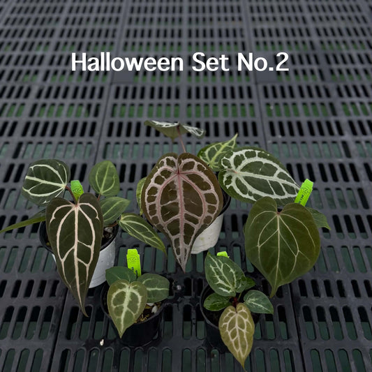 Anthurium Halloween Set HW2 (5 Plants) (PRE-ORDER)-HW2