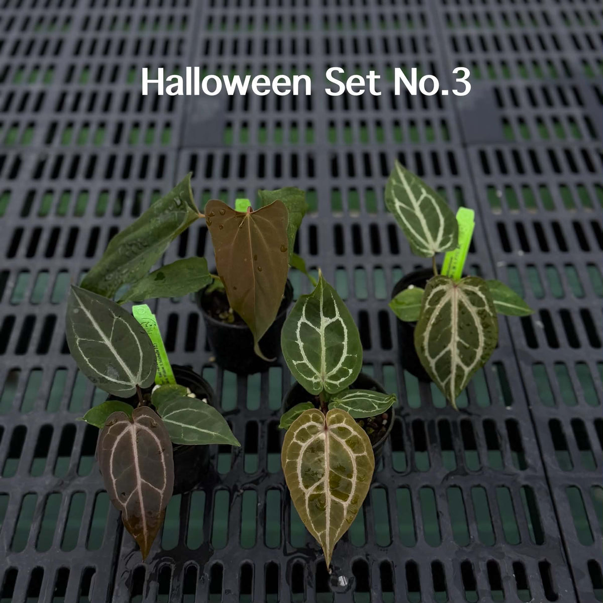 Anthurium Halloween Set HW3 (4 Plants) (PRE-ORDER)-HW3