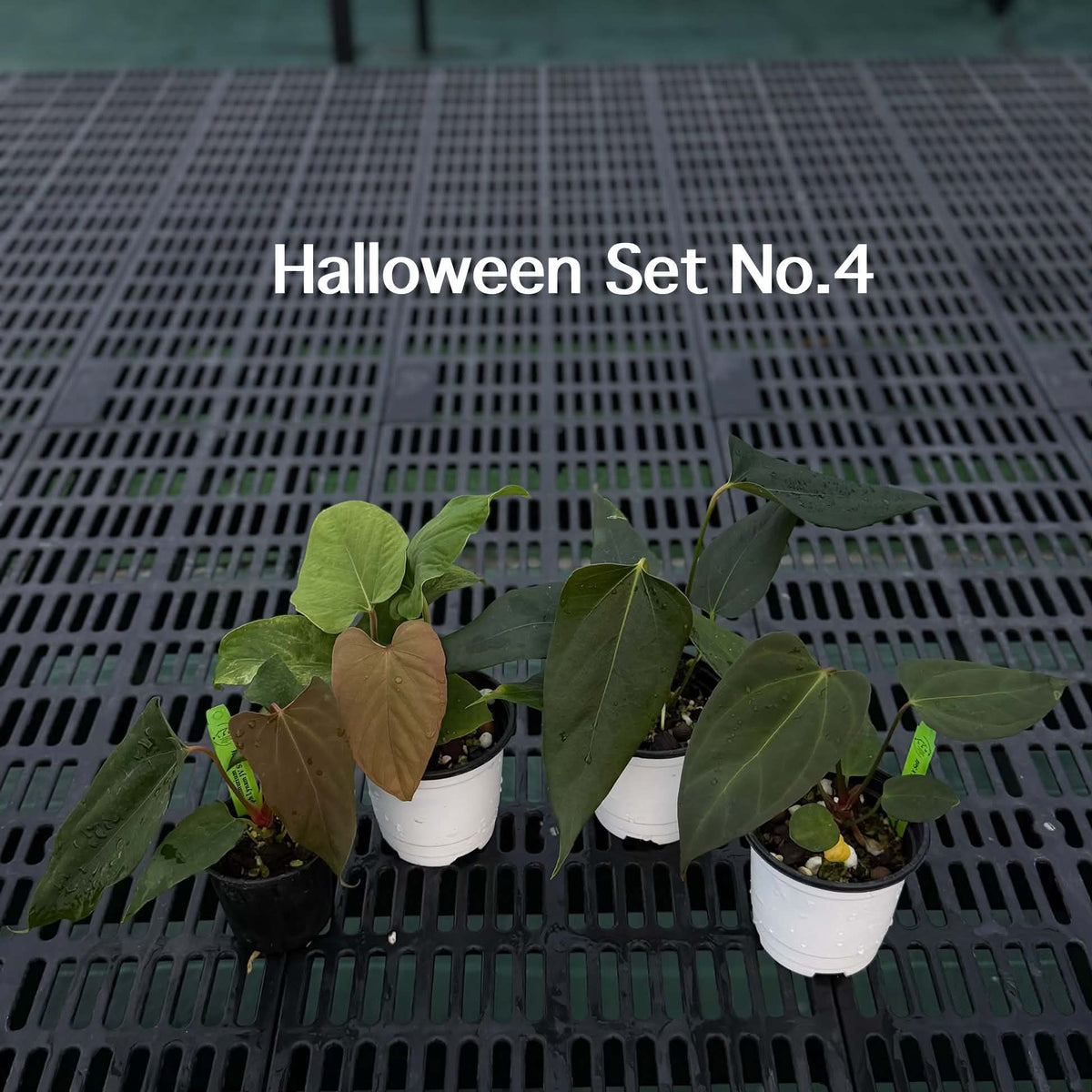 Anthurium Halloween Set HW4 (4 Plants) (PRE-ORDER)-HW4