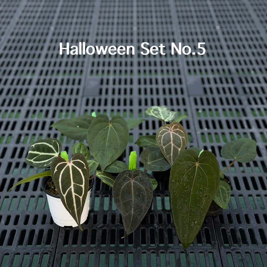 Anthurium Halloween Set HW5 (5 Plants) (PRE-ORDER)-HW5