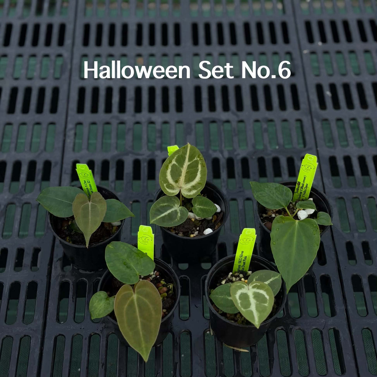Anthurium Halloween Set HW6 (6 Plants) (PRE-ORDER)-HW6