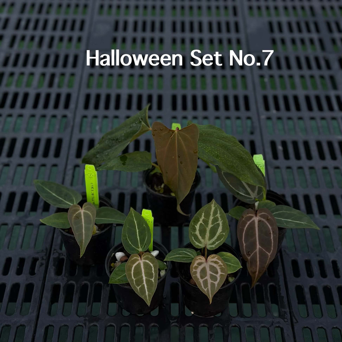 Anthurium Halloween Set HW7 (5 Plants) (PRE-ORDER)-HW7