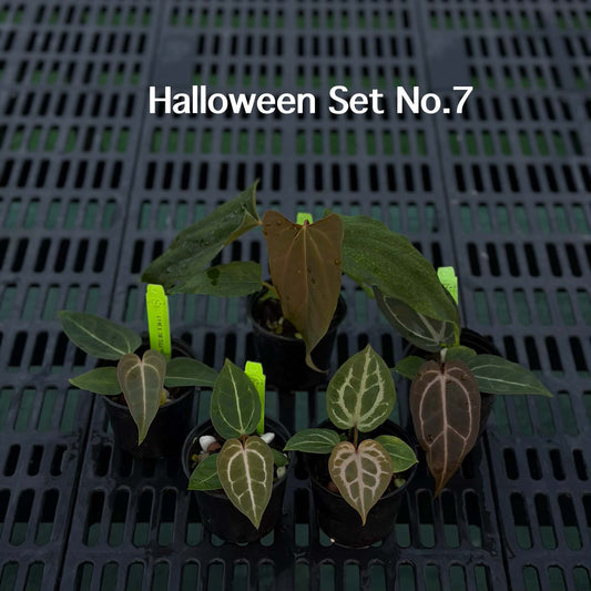 Anthurium Halloween Set HW7 (5 Plants) (PRE-ORDER)-HW7