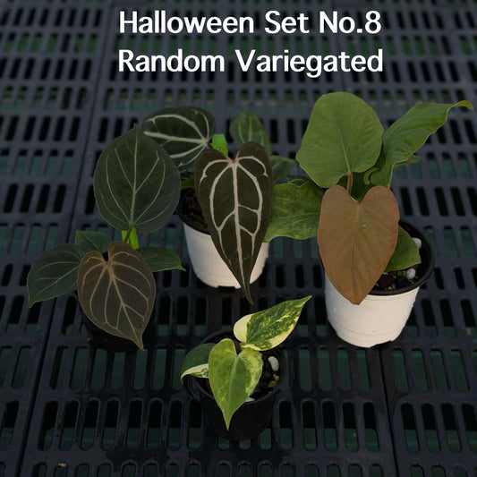Anthurium Halloween Set HW8 (4 Plants) (PRE-ORDER)-HW8