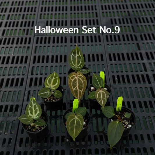Anthurium Halloween Set HW9 (6 Plants) (PRE-ORDER)-HW9