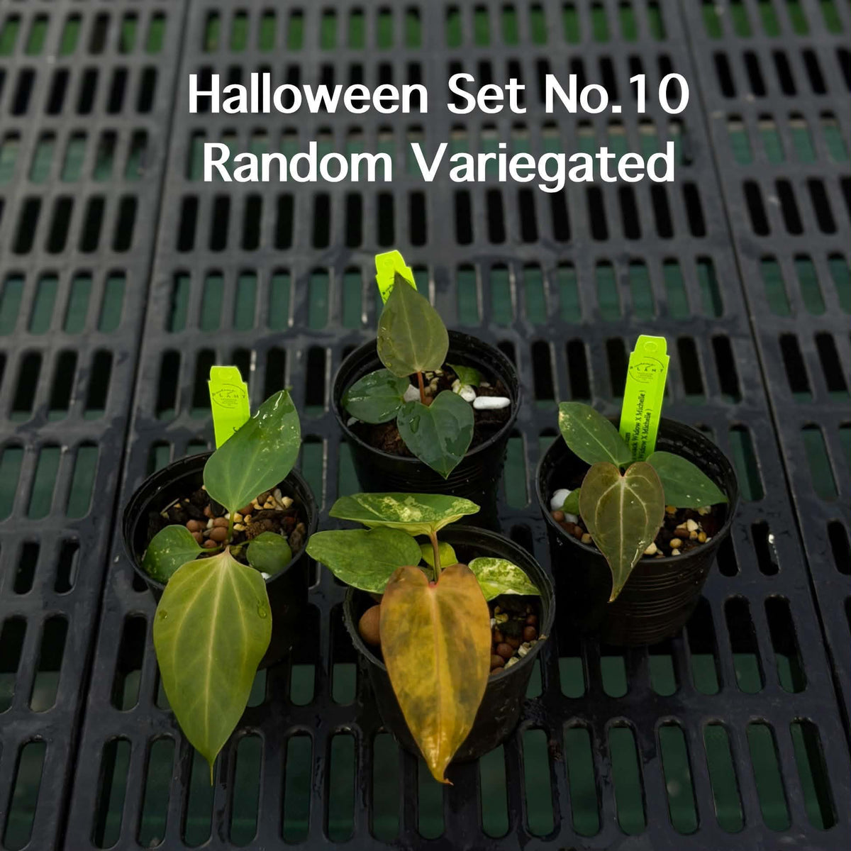 Anthurium Halloween Set HW10 (4 Plants) (PRE-ORDER)-HW10