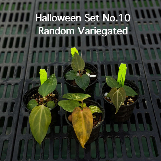 Anthurium Halloween Set HW10 (4 Plants) (PRE-ORDER)-HW10
