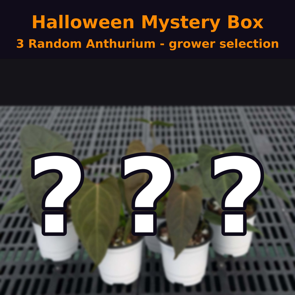 Anthurium Halloween Set HW11 (3 Plants) (PRE-ORDER)-HW11