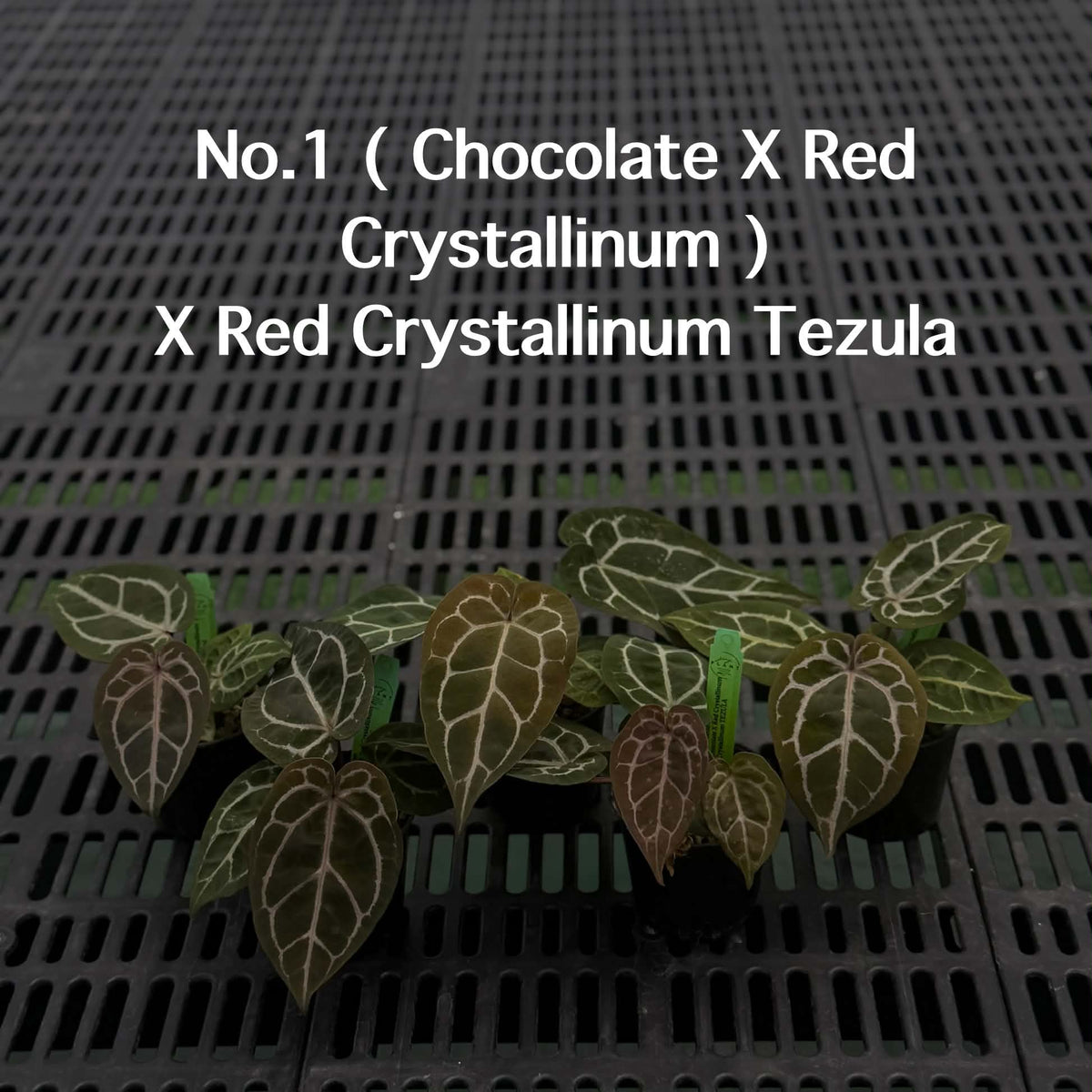 Anthurium Halloween Set HW1 (5 Plants) (PRE-ORDER)-HW1