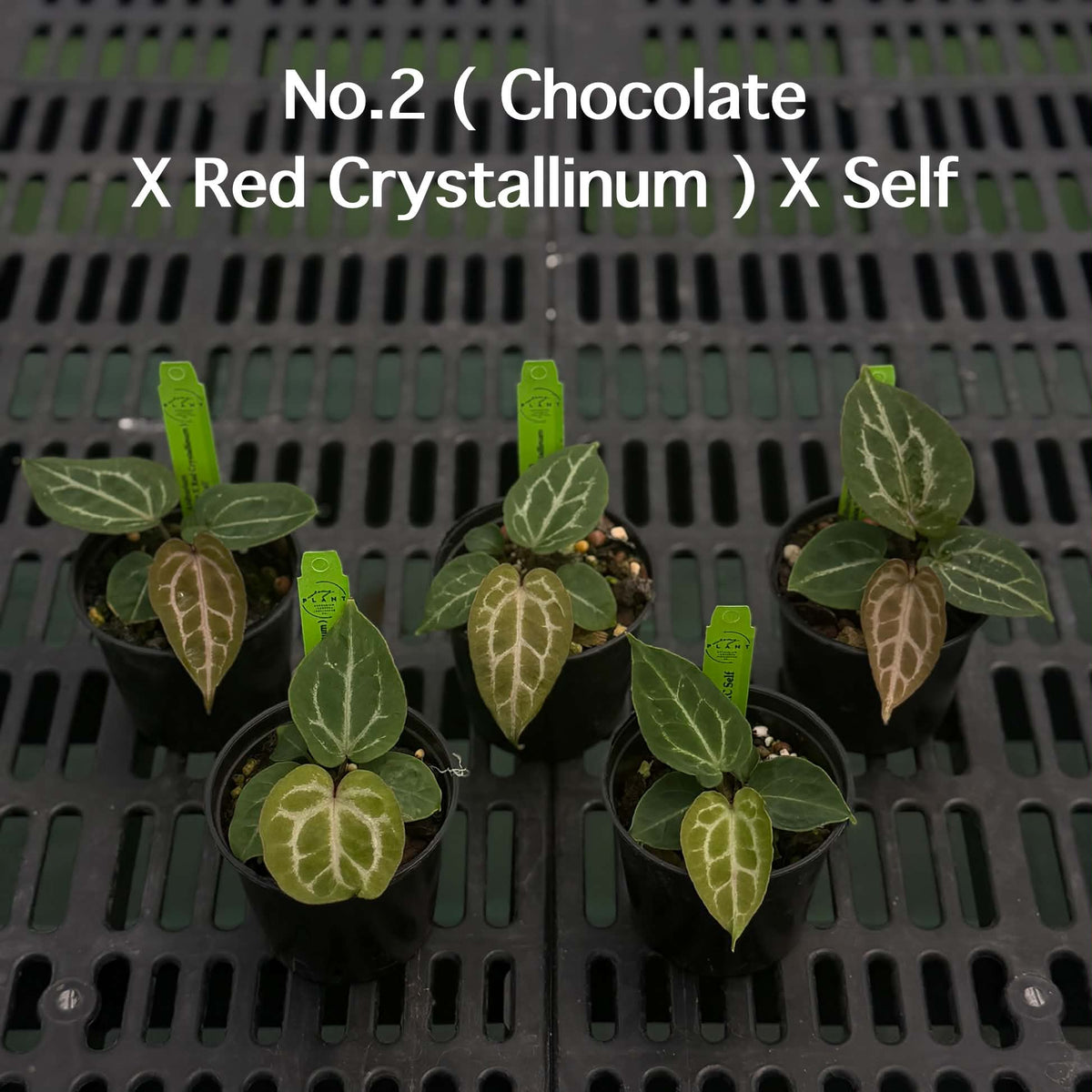 Anthurium Halloween Set HW1 (5 Plants) (PRE-ORDER)-HW1