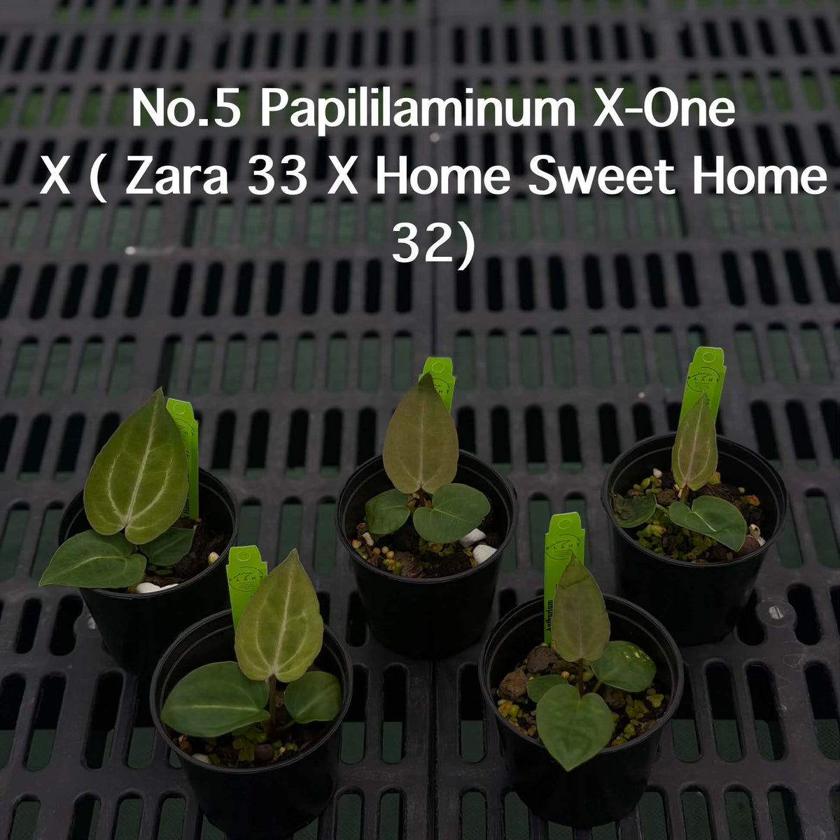 Anthurium Halloween Set HW6 (6 Plants) (PRE-ORDER)-HW6