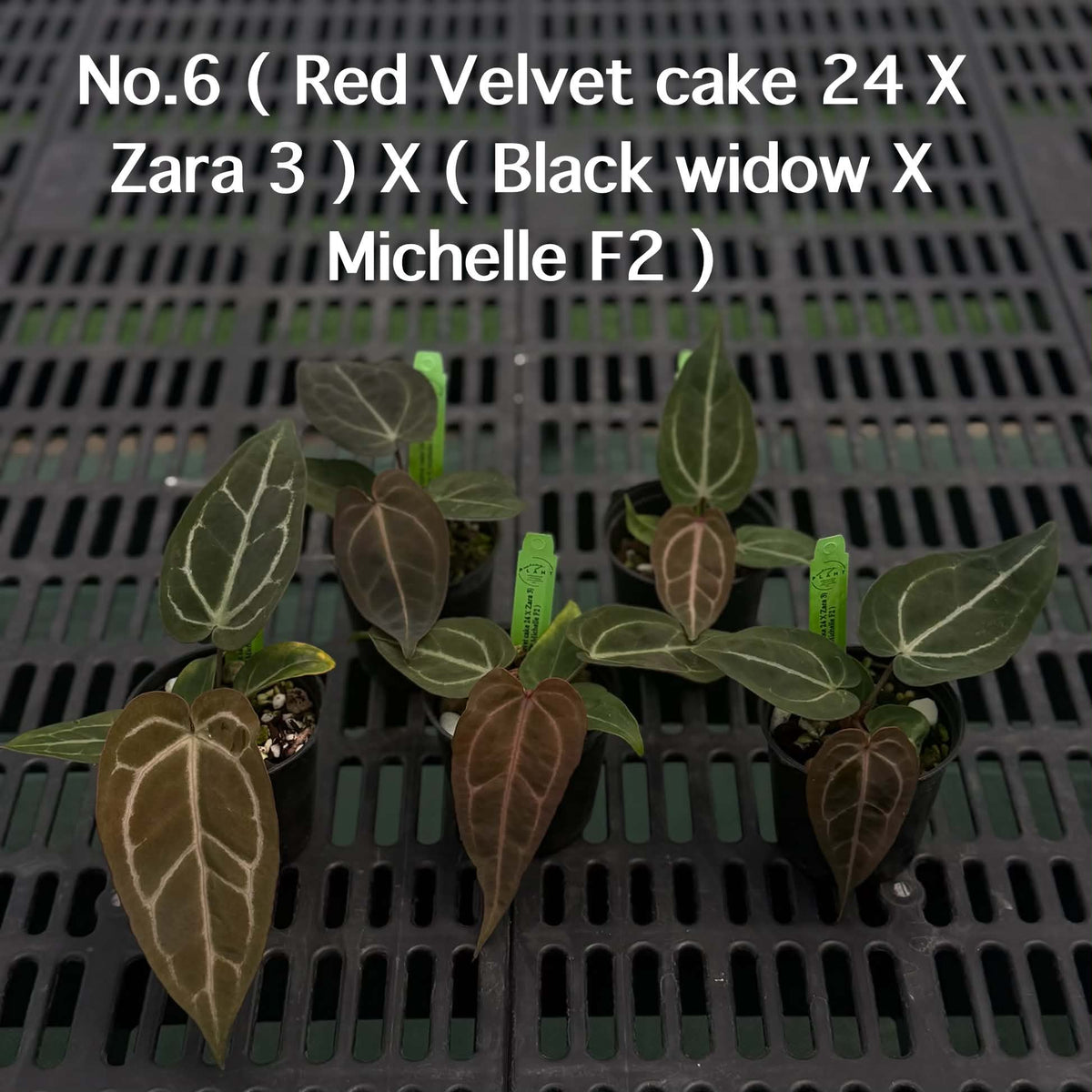 Anthurium Halloween Set HW7 (5 Plants) (PRE-ORDER)-HW7