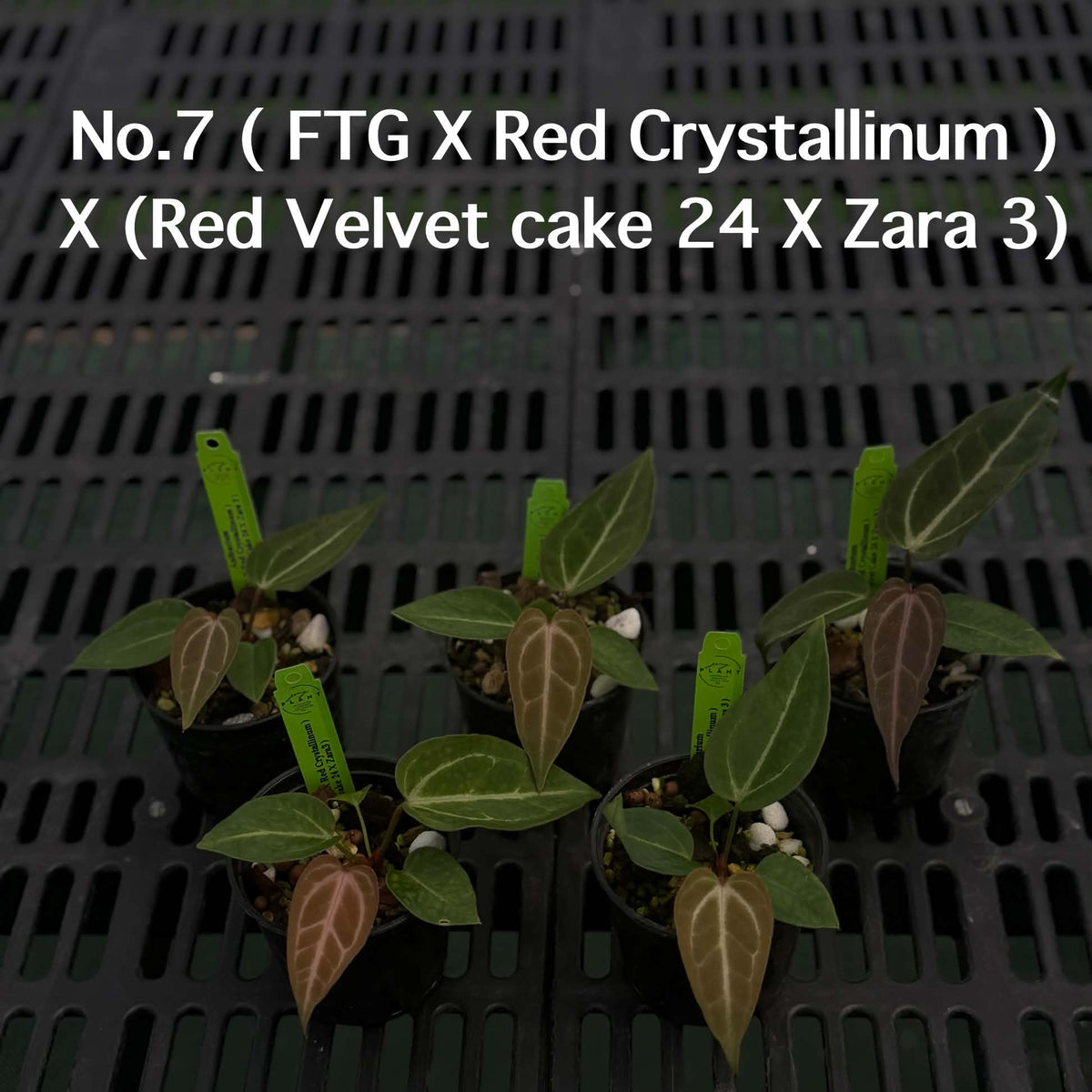 Anthurium Halloween Set HW7 (5 Plants) (PRE-ORDER)-HW7