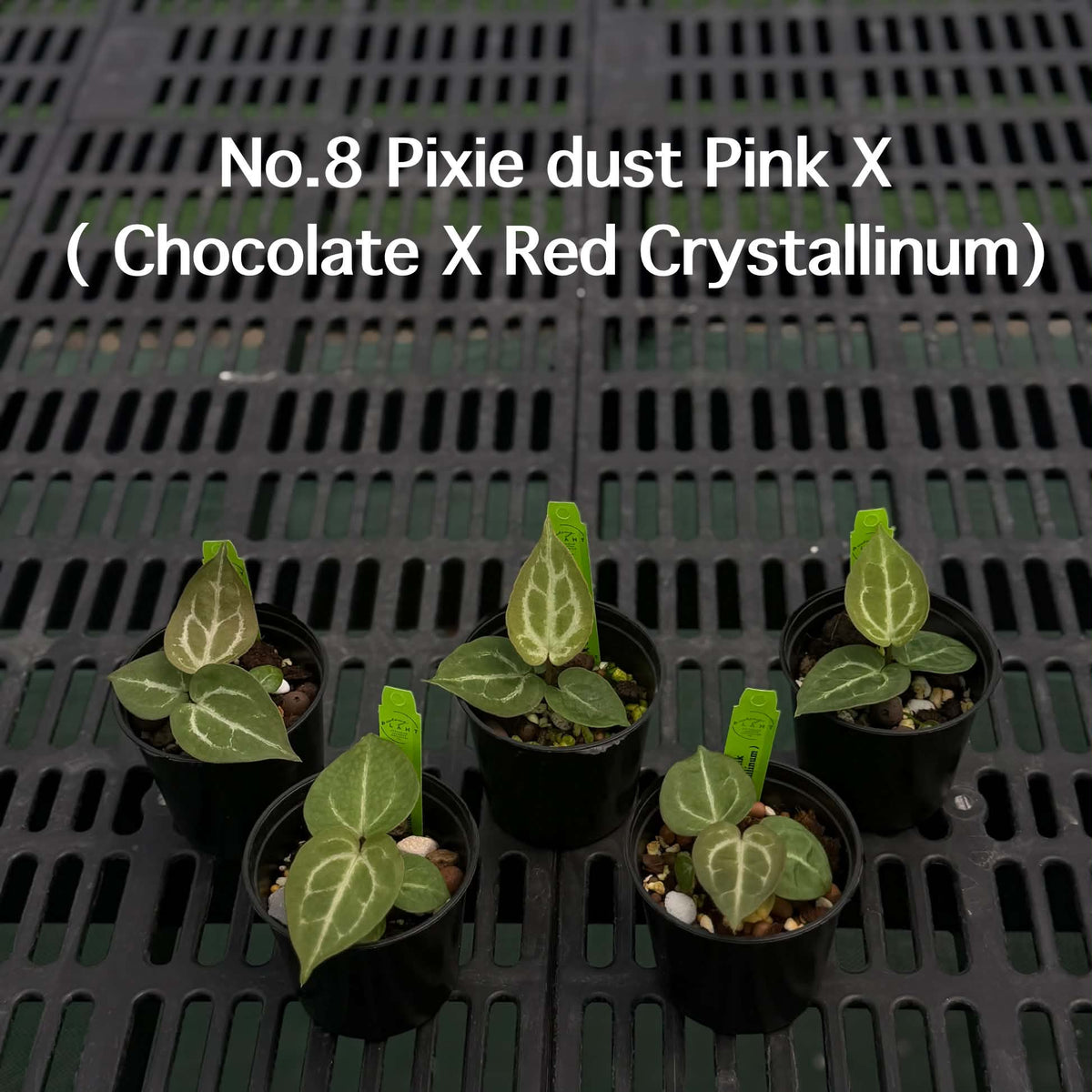 Anthurium Halloween Set HW1 (5 Plants) (PRE-ORDER)-HW1